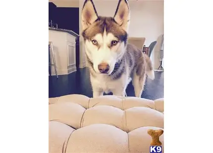 Siberian Husky