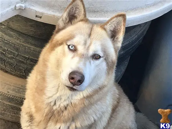 Siberian Husky stud dog