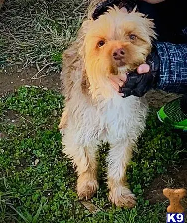 Yorkshire Terrier stud dog