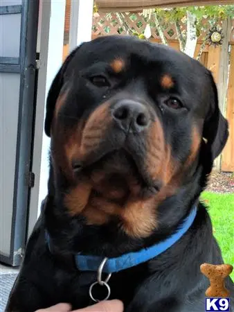 Rottweiler stud dog: a rottweiler dog with a blue collar