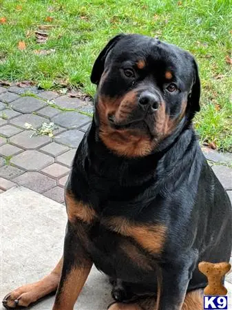 Rottweiler stud dog: a black rottweiler dog sitting on a brick path