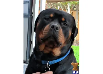 Rottweiler stud dog: a rottweiler dog with a blue collar
