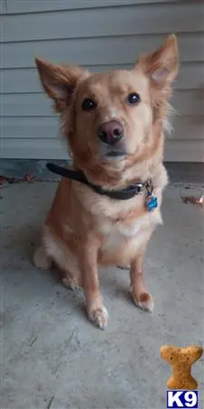 Nova Scotia Duck Tolling Retriever