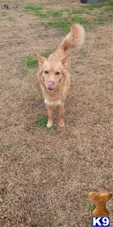 Nova Scotia Duck Tolling Retriever female dog