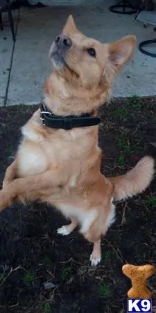 Nova Scotia Duck Tolling Retriever female dog