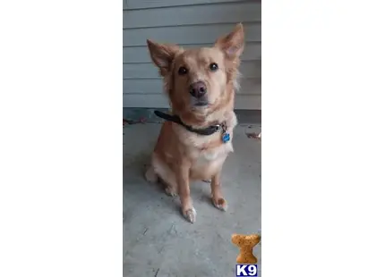 Nova Scotia Duck Tolling Retriever