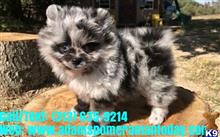 pomeranian puppy posted by adamspom1