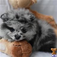 pomeranian puppy posted by adamspom1