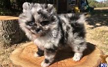 pomeranian puppy posted by adamspom1