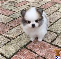 pomeranian puppy posted by adamspom1