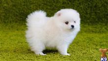 pomeranian puppy posted by adamspom1