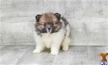 pomeranian puppy posted by adamspom1