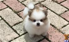 pomeranian puppy posted by adamspom1