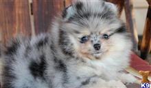 pomeranian puppy posted by adamspom1