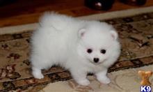 pomeranian puppy posted by adamspom1