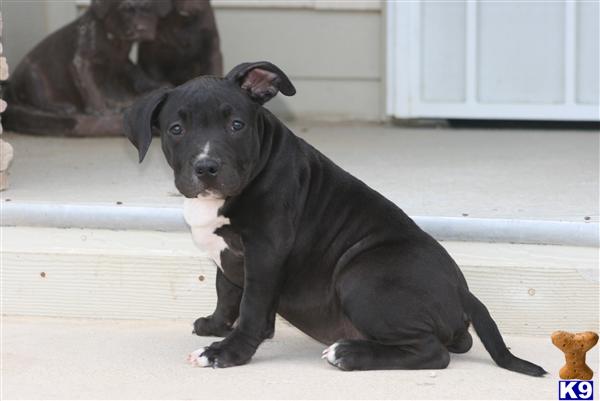 American Pit Bull