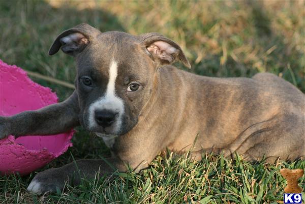 American Pit Bull