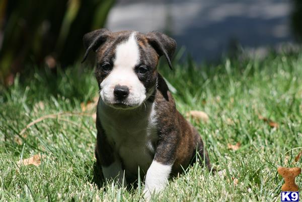 puppies for sale in palmdale ca blue nose pitbull puppies for sale palmdale ca breeds picture puppies for sale in palmdale ca blue nose pitbull puppies for sale palmdale ca breeds picture