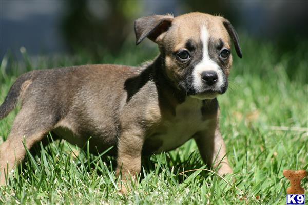 American Pit Bull