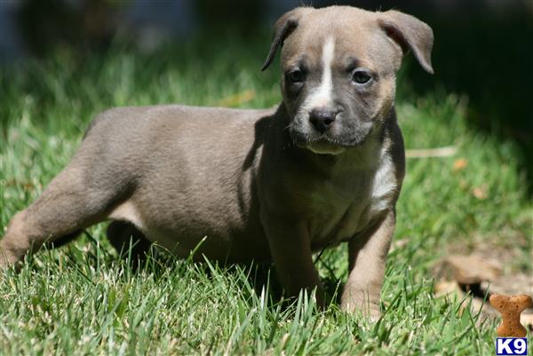 American Pit Bull