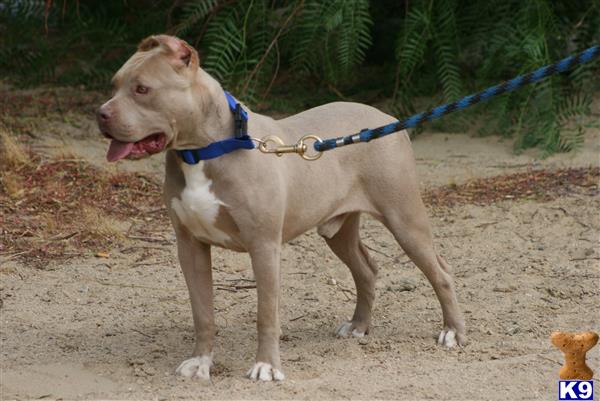 American Pit Bull dog