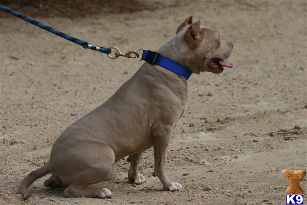 American Pit Bull dog