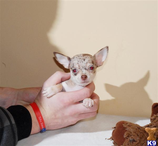 Chihuahua Puppy for Sale Teacup Chihuahua Puppy SERENA f 6148592025