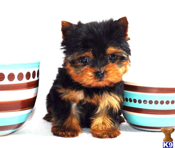 Yorkshire Terrier