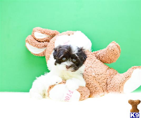 havanese puppy posted by addisongood