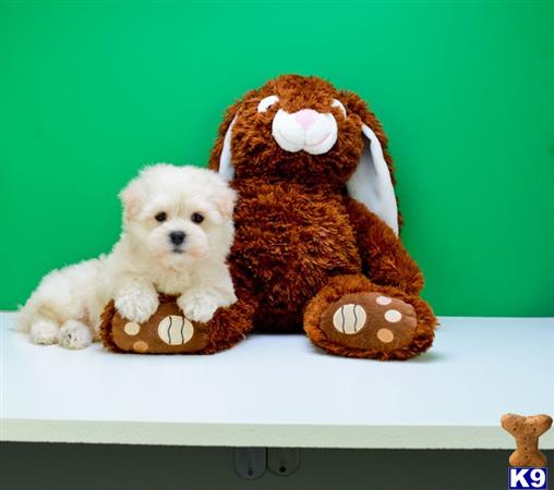havanese puppy posted by addisongood