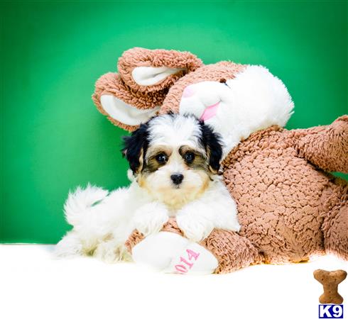 havanese breeder ohio havanese puppy posted by addisongood havanese breeder ohio havanese puppy posted by addisongood
