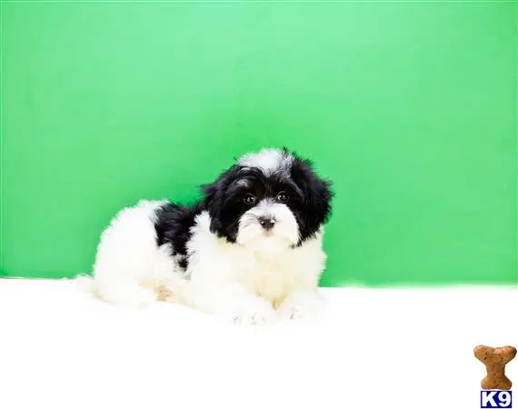 Havanese