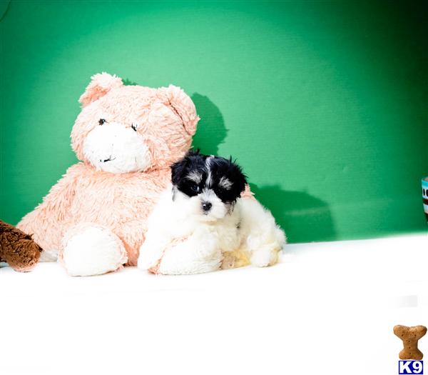 havanese puppies for sale in nebraska havanese puppy for sale mittens is one of our havanese puppies for sale ne 6 years havanese puppies for sale in nebraska havanese puppy for sale mittens is one of our havanese puppies for sale ne 6 years