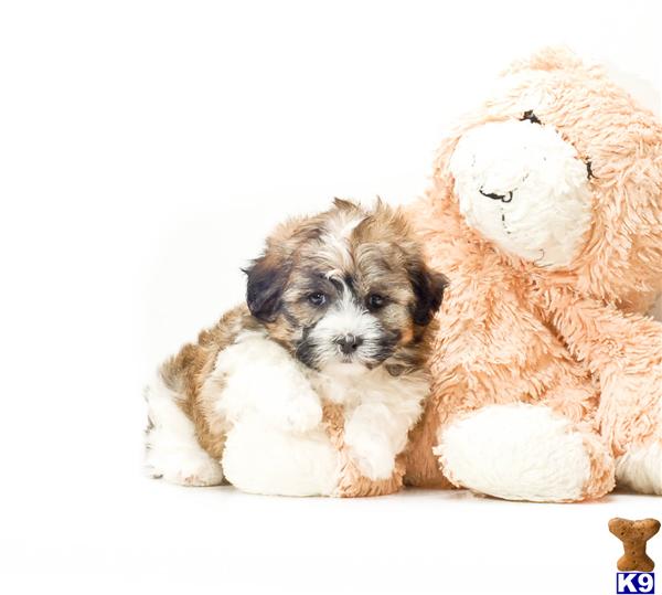 havanese for sale ohio havanese puppy for sale buy our havanese puppy for adoption in ohio 614 8 6 years havanese for sale ohio havanese puppy for sale buy our havanese puppy for adoption in ohio 614 8 6 years