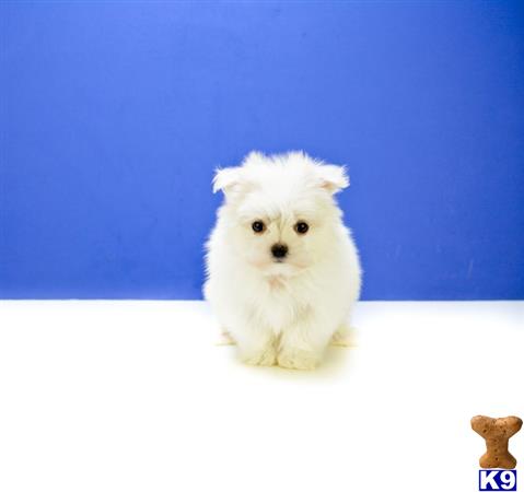 maltese puppy posted by addisongood