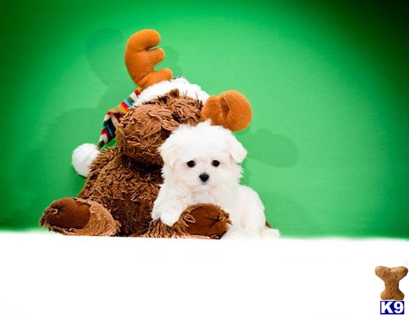 maltese puppy posted by addisongood