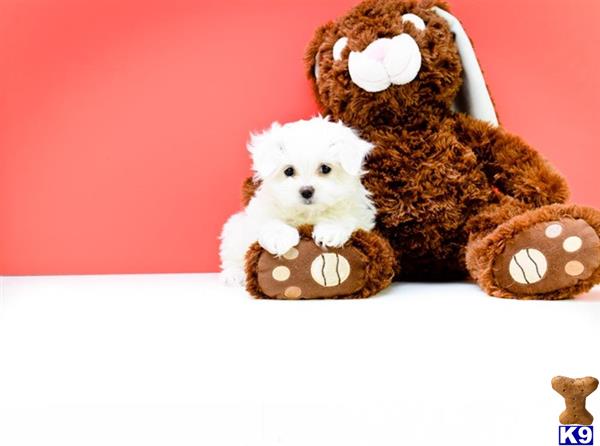 maltese puppy posted by addisongood