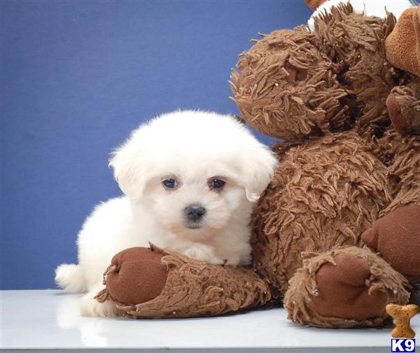 Maltipoo Puppy for Sale Teacup MaltiPoo Puppy Mistyf 6148592025 12