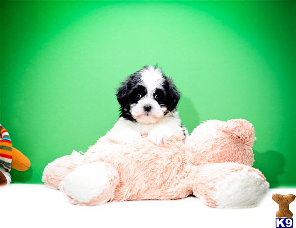 Mixed Breed Puppy for Sale: BUY our TEDDY BEAR PUPPY FOR ...