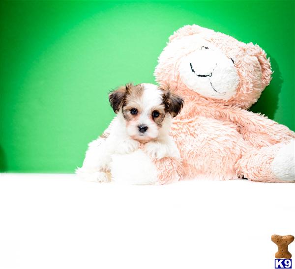 Mixed Breed Puppy for Sale Teacup Parti Morkie Puppies Stella f 614