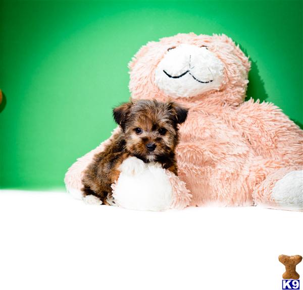 cleveland puppy for sale mixed breed puppy for sale buy our morkie puppy for sale near cleveland ohio 5 years cleveland puppy for sale mixed breed puppy for sale buy our morkie puppy for sale near cleveland ohio 5 years
