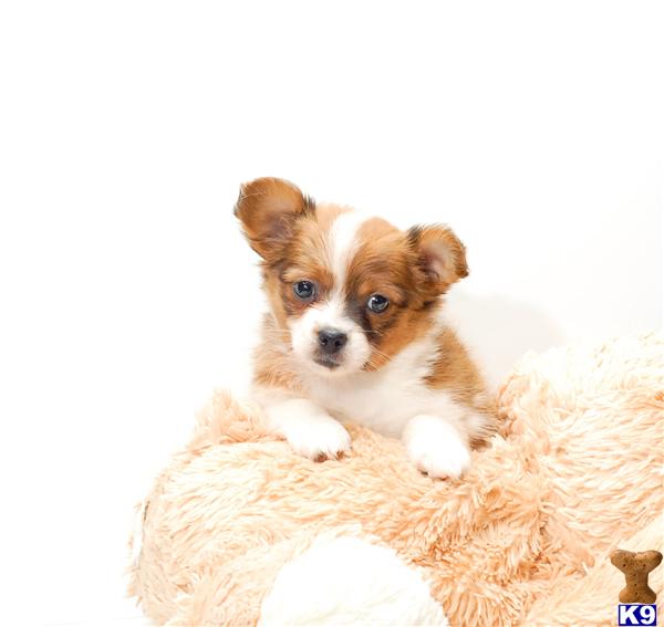 teacup papillon puppies for sale papillon puppy for sale teacup papillon puppies daisyf 614 859 2025 7 years teacup papillon puppies for sale papillon puppy for sale teacup papillon puppies daisyf 614 859 2025 7 years
