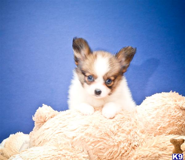 teacup papillon puppies for sale papillon puppy for sale teacup papillon puppies f 614 859 2025 6 years teacup papillon puppies for sale papillon puppy for sale teacup papillon puppies f 614 859 2025 6 years