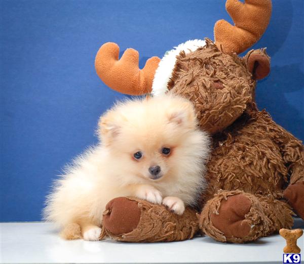 teacup pomeranian puppies for sale in ohio pomeranian puppy for sale teacup pomeranian puppies snow m 614 859 2025 7 years teacup pomeranian puppies for sale in ohio pomeranian puppy for sale teacup pomeranian puppies snow m 614 859 2025 7 years