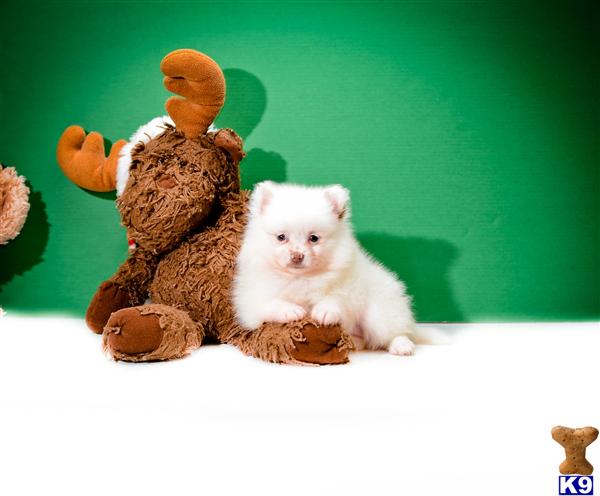 pomeranian puppies for sale in toledo ohio pomeranian puppy for sale teacup is one of our pomeranian puppies fo 5 years pomeranian puppies for sale in toledo ohio pomeranian puppy for sale teacup is one of our pomeranian puppies fo 5 years
