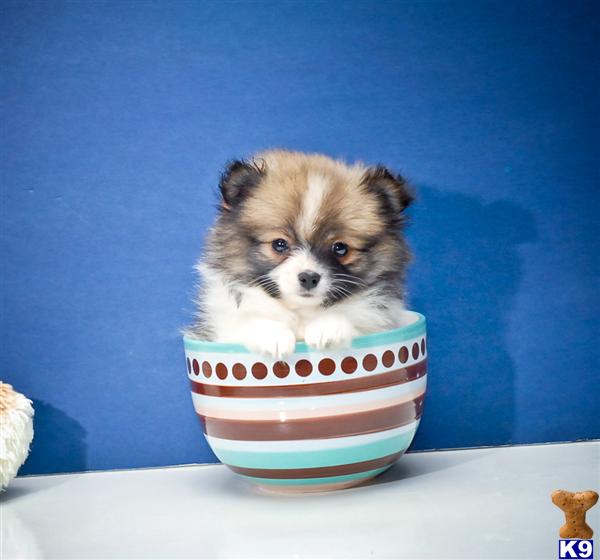 teacup pomeranian puppies for sale in ohio pomeranian puppy for sale teacup our pomeranian puppy for sale in ohio 7 years teacup pomeranian puppies for sale in ohio pomeranian puppy for sale teacup our pomeranian puppy for sale in ohio 7 years