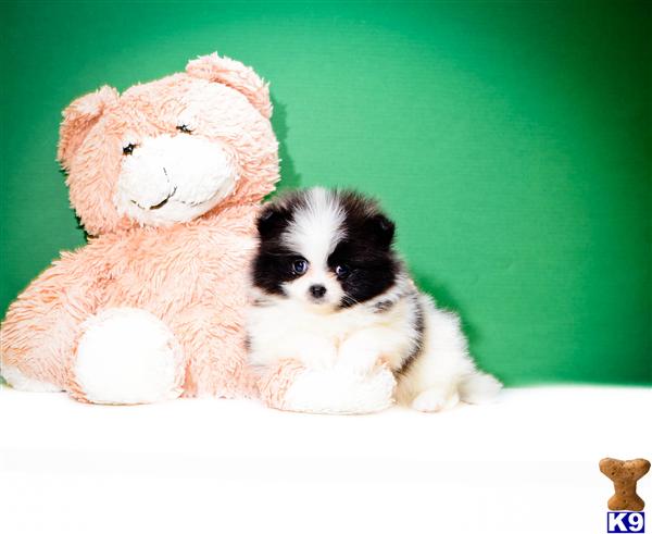 puppies for sale dayton ohio pomeranian puppy for sale buy our pomeranian puppy for sale near dayton ohio 6 years puppies for sale dayton ohio pomeranian puppy for sale buy our pomeranian puppy for sale near dayton ohio 6 years