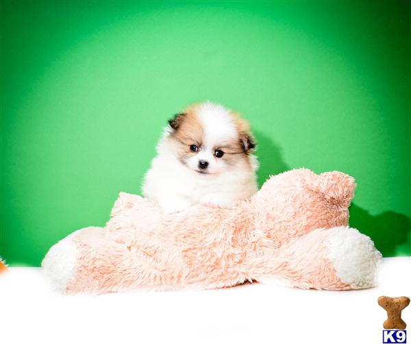 pomeranian puppies for sale columbus ohio pomeranian puppy for sale buy our pomeranian puppy for sale near columbus oh 5 years pomeranian puppies for sale columbus ohio pomeranian puppy for sale buy our pomeranian puppy for sale near columbus oh 5 years