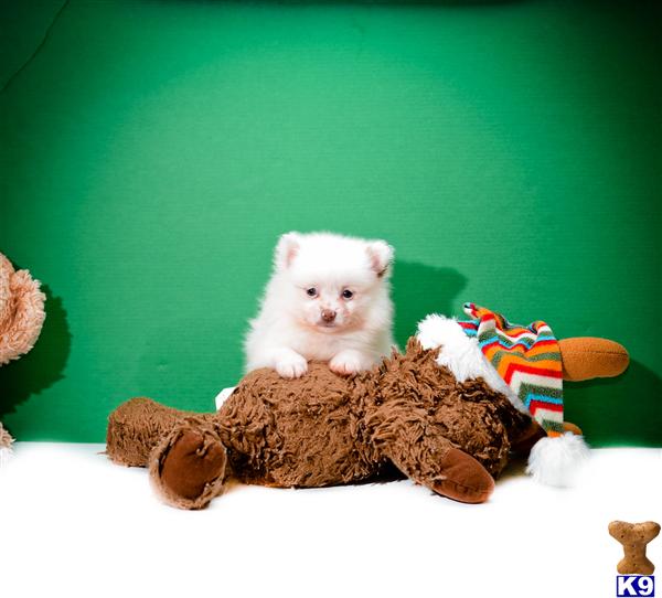 pomeranian puppies for sale in toledo ohio pomeranian puppy for sale teacup is one of our pomeranian puppies fo 5 years pomeranian puppies for sale in toledo ohio pomeranian puppy for sale teacup is one of our pomeranian puppies fo 5 years