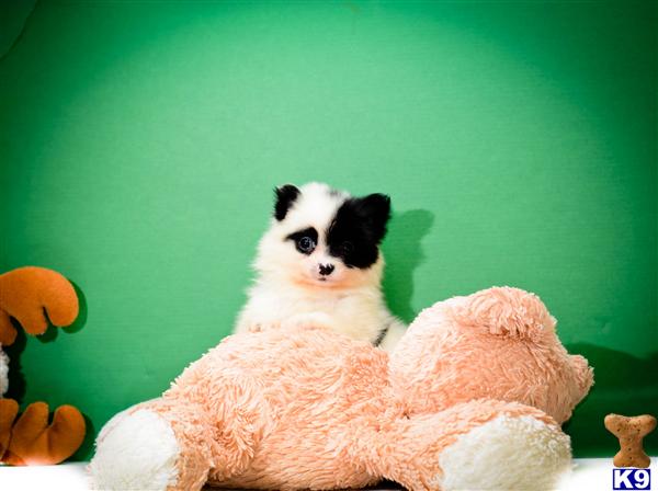 pomeranian puppies for sale in toledo ohio pomeranian puppy for sale buy our pomeranian puppy for adoption near toledo 5 years pomeranian puppies for sale in toledo ohio pomeranian puppy for sale buy our pomeranian puppy for adoption near toledo 5 years
